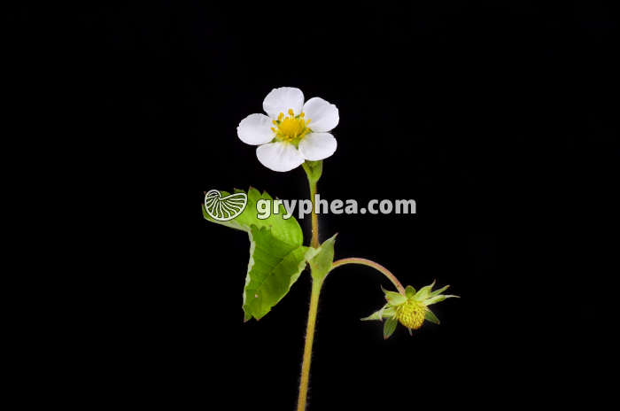 Fraisier des bois (Fragaria vesca) - fleur et fruit juvénile - gryphea.com